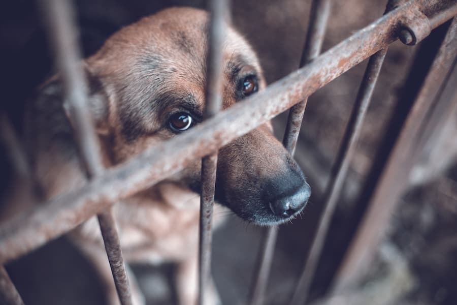 The Penalties for Animal Cruelty in Ohio