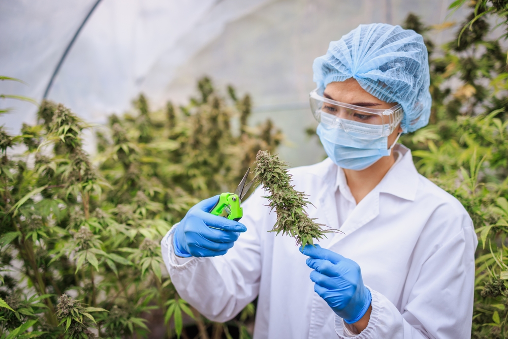 Field Tests for Marijuana